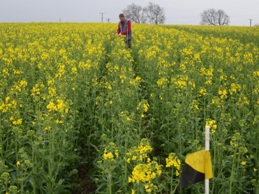 Tiller Roll - Rape crop flowered early and evenly 15 April 2011